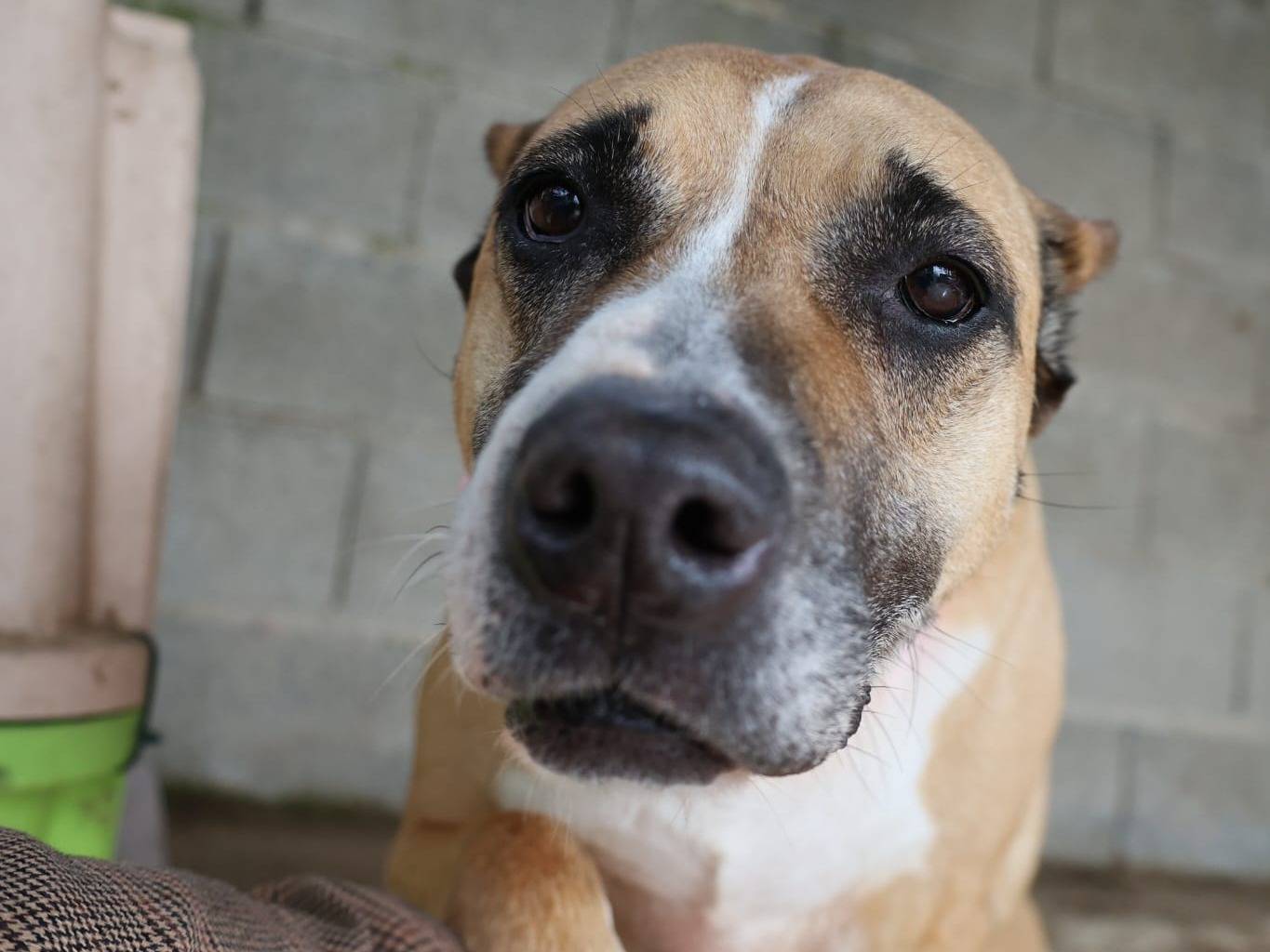 Adotta un cane, taglia grande, femmina, Vibo