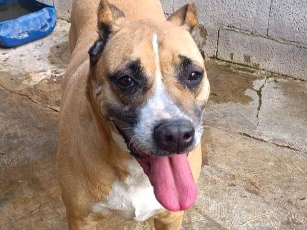 Vuoi adottare un cane a Vibo?