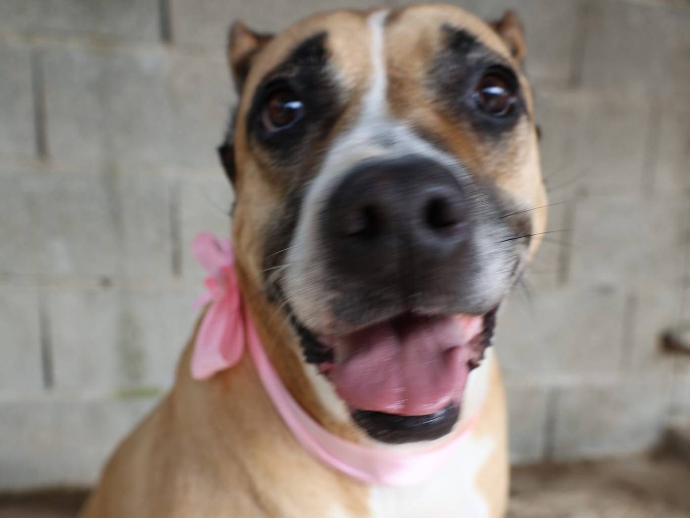 Adotta il cane AKIRA a Vibo