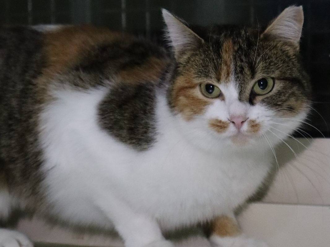 Adotta un gatto, femmina, 3 anni e 2 mesi, Barletta