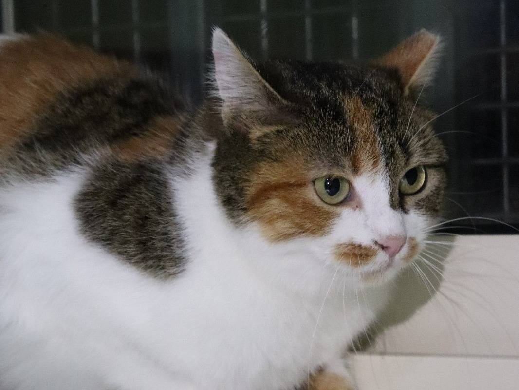 Adotta un gatto, taglia non valida, femmina, Barletta