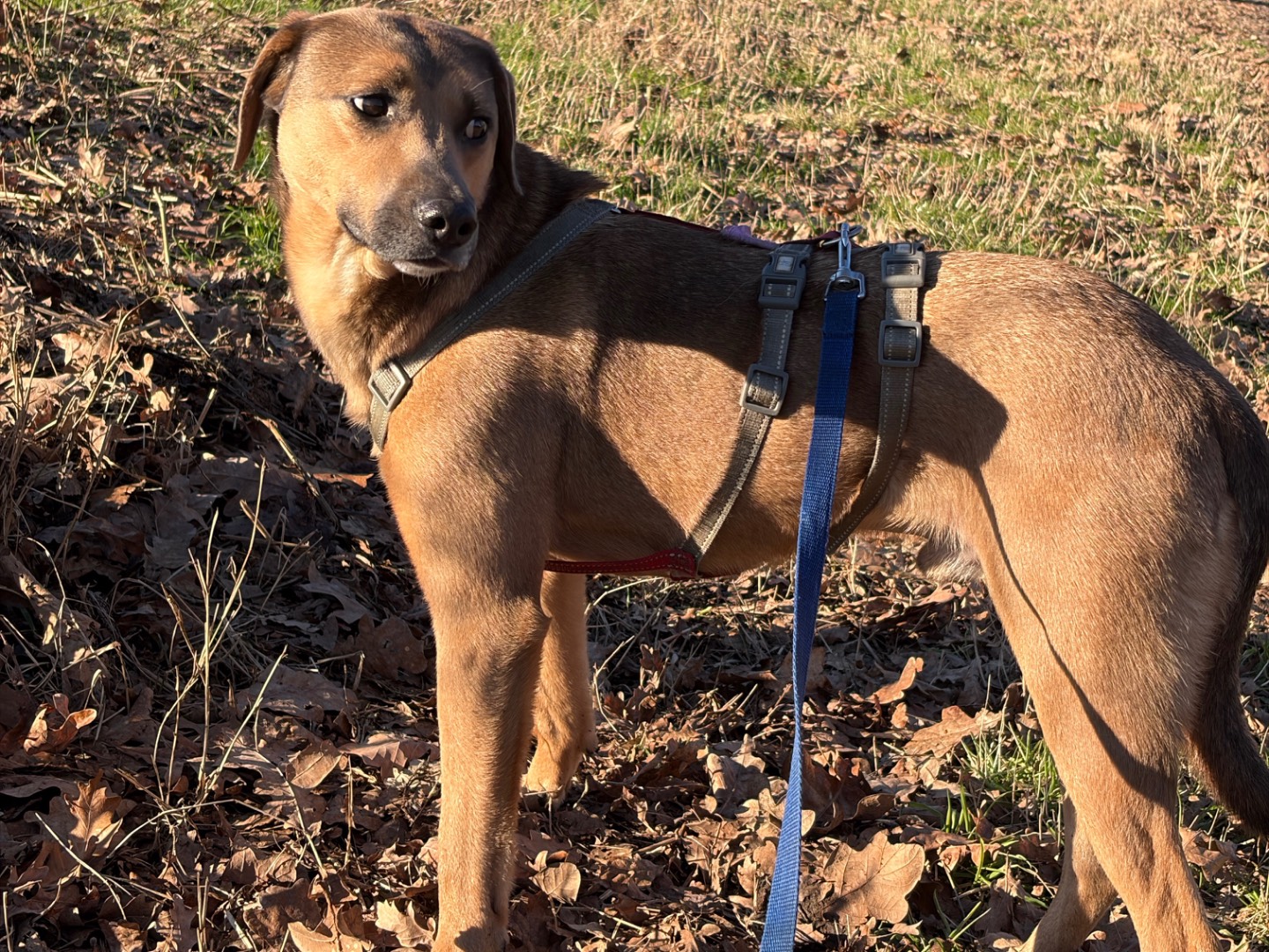 Adotta un cane, maschio, 2 anni e 4 mesi, Milano