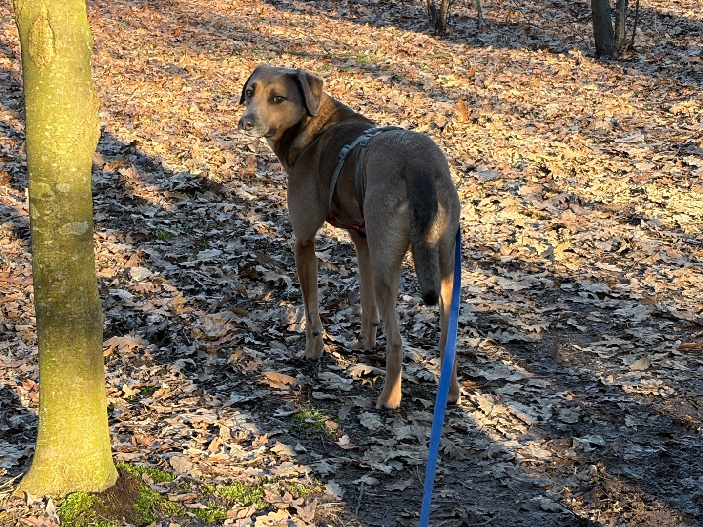 Adotta un cane, taglia media, maschio, Milano