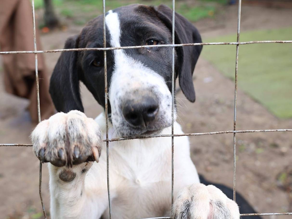 Adozione cane, femmina, Segugio Razza sconosciuta, 5 mesi, taglia media, Vibo