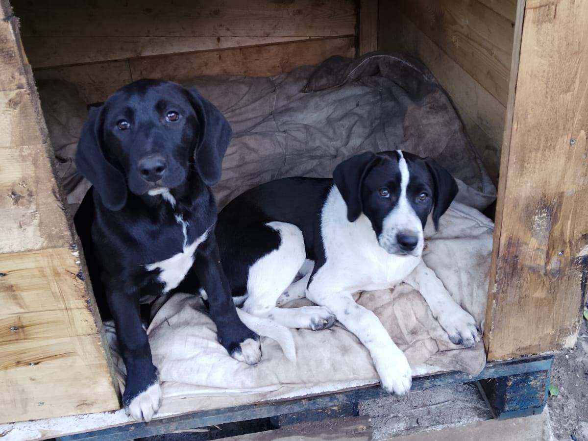 Adotta un cane, femmina, 5 mesi, Vibo