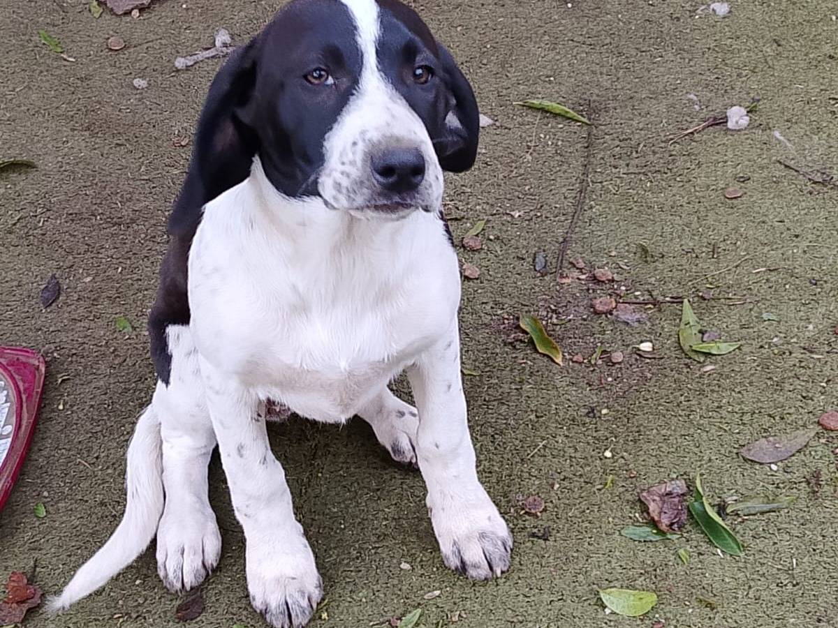 Adotta un cane, taglia media, femmina, Vibo
