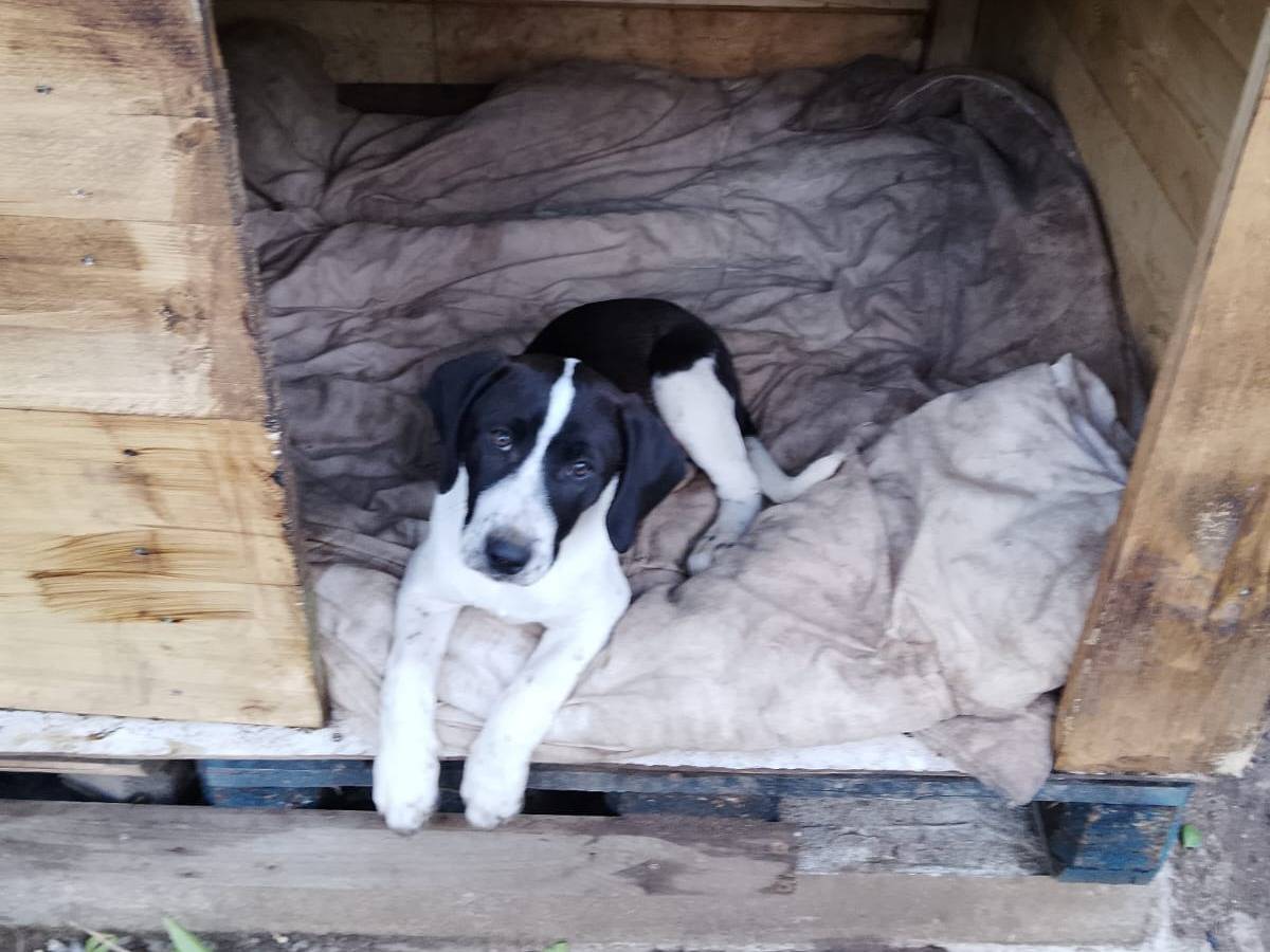 Vuoi adottare un cane a Vibo?