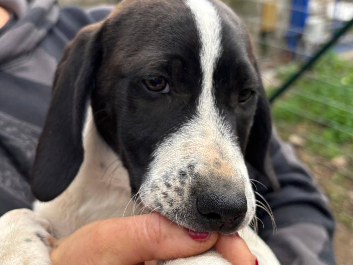 Adotta il cane DORA a Vibo