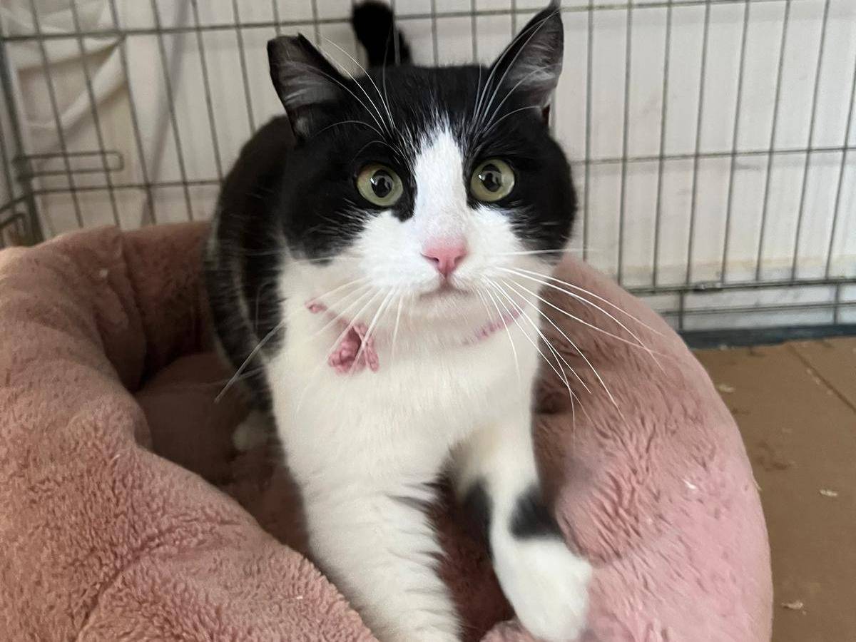 Adotta un gatto, taglia non valida, femmina, Barletta