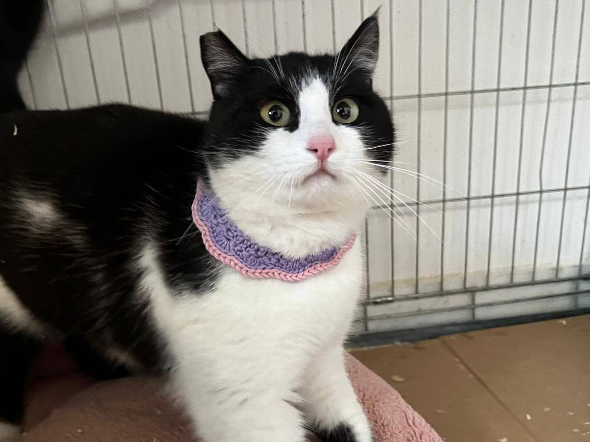 Vuoi adottare un gatto a Barletta?