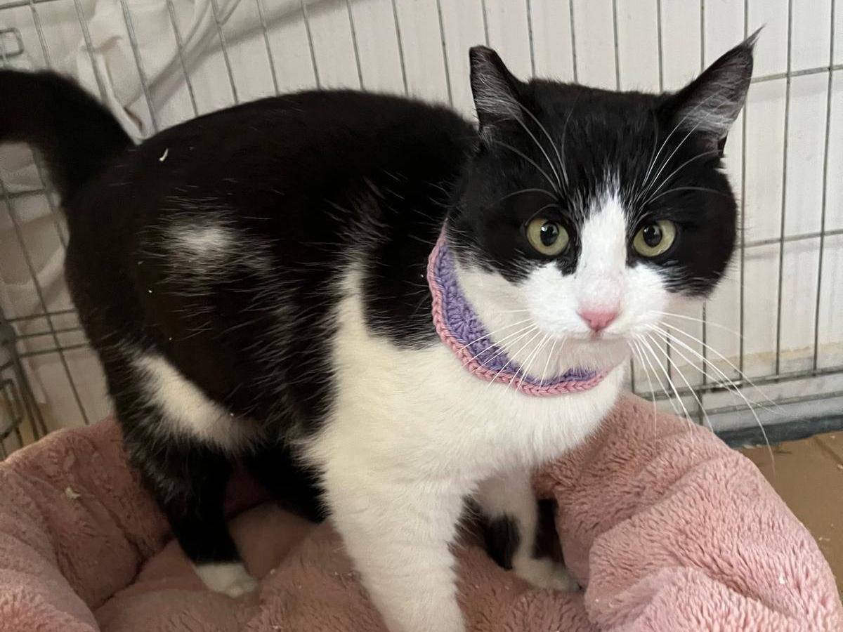 Adotta il gatto Sissi a Barletta