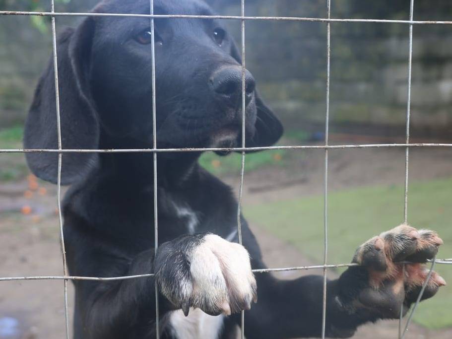 Adozione cane, femmina, Segugio Razza sconosciuta, 5 mesi, taglia media, Vibo