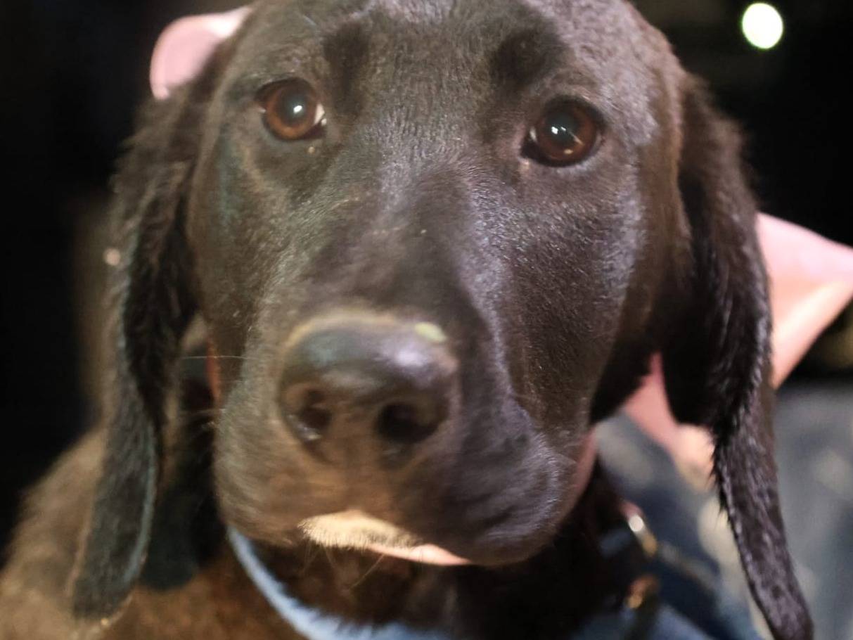 Adotta un cane, taglia media, femmina, Vibo