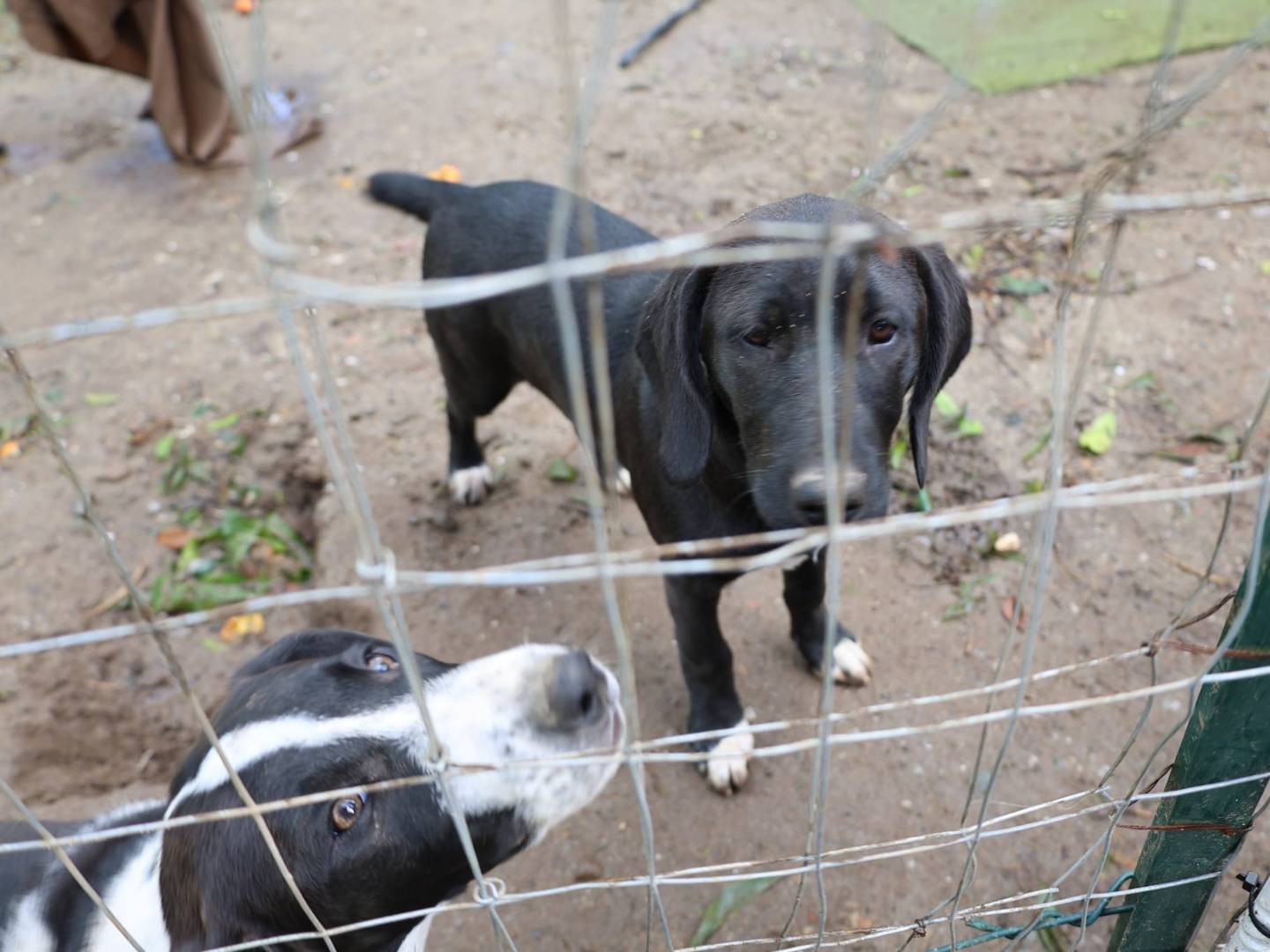 Adotta il cane DINA a Vibo