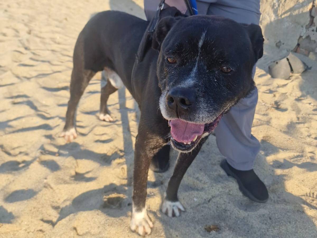 Adozione cane, maschio, Staffordshire Bull terrier Razza sconosciuta, 7 anni e 6 mesi, taglia grande, Reggio