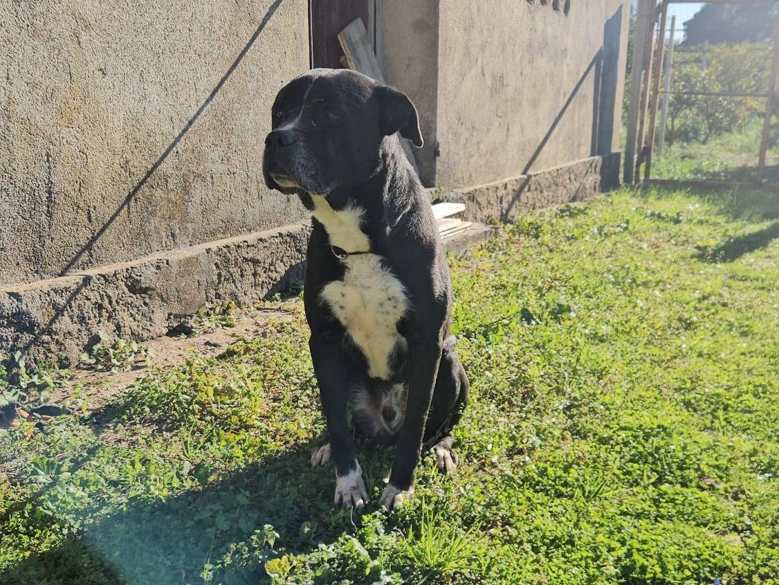 Adotta un cane, maschio, 7 anni e 6 mesi, Reggio