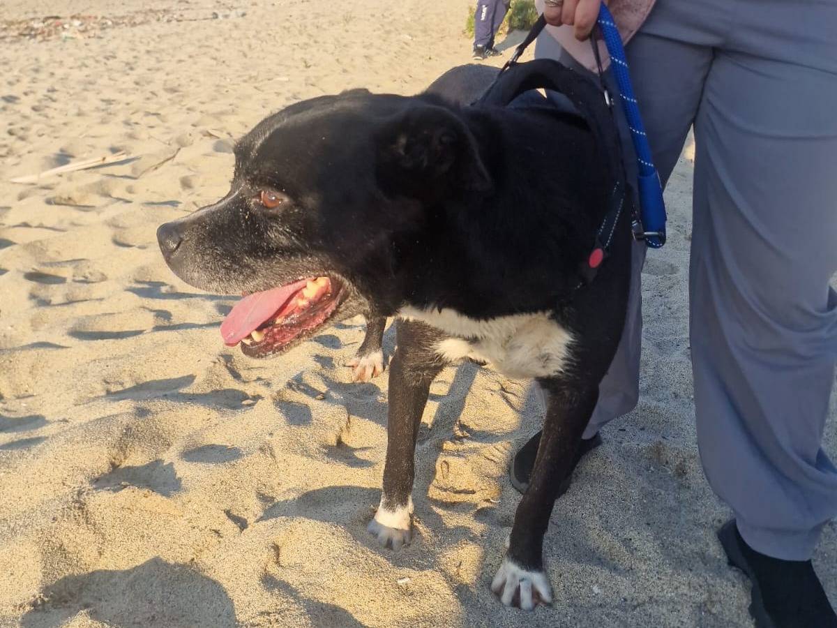 Adotta il cane KING a Reggio