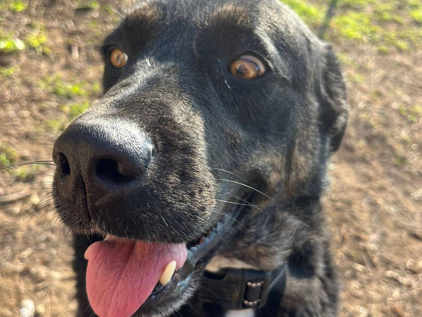 Adozione cane, femmina, Razza sconosciuta Razza sconosciuta, 4 anni e 8 mesi, taglia grande, Caserta