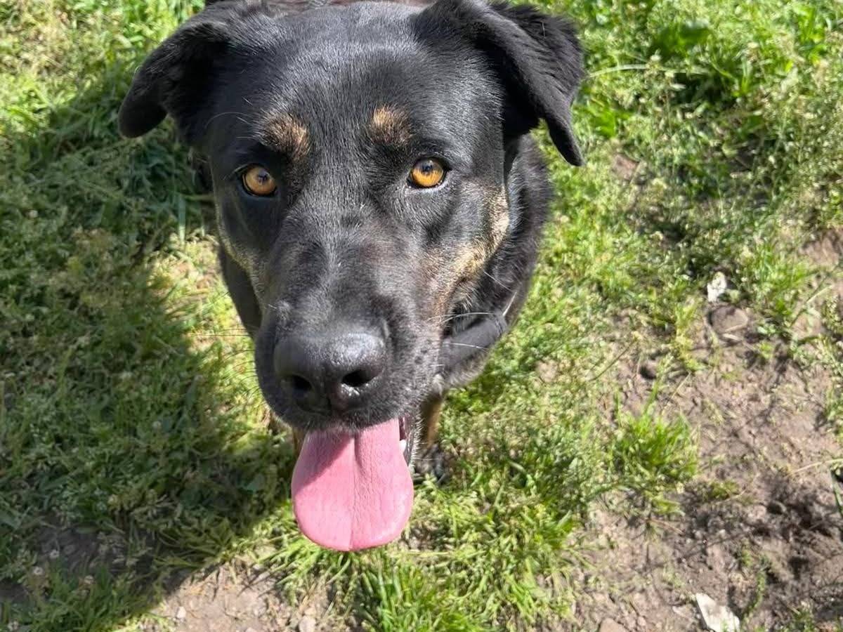 Adotta il cane Sara  a Caserta