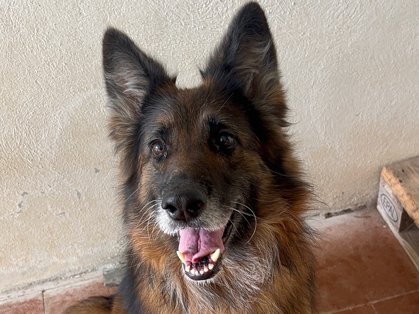 Vuoi adottare un cane a Messina?