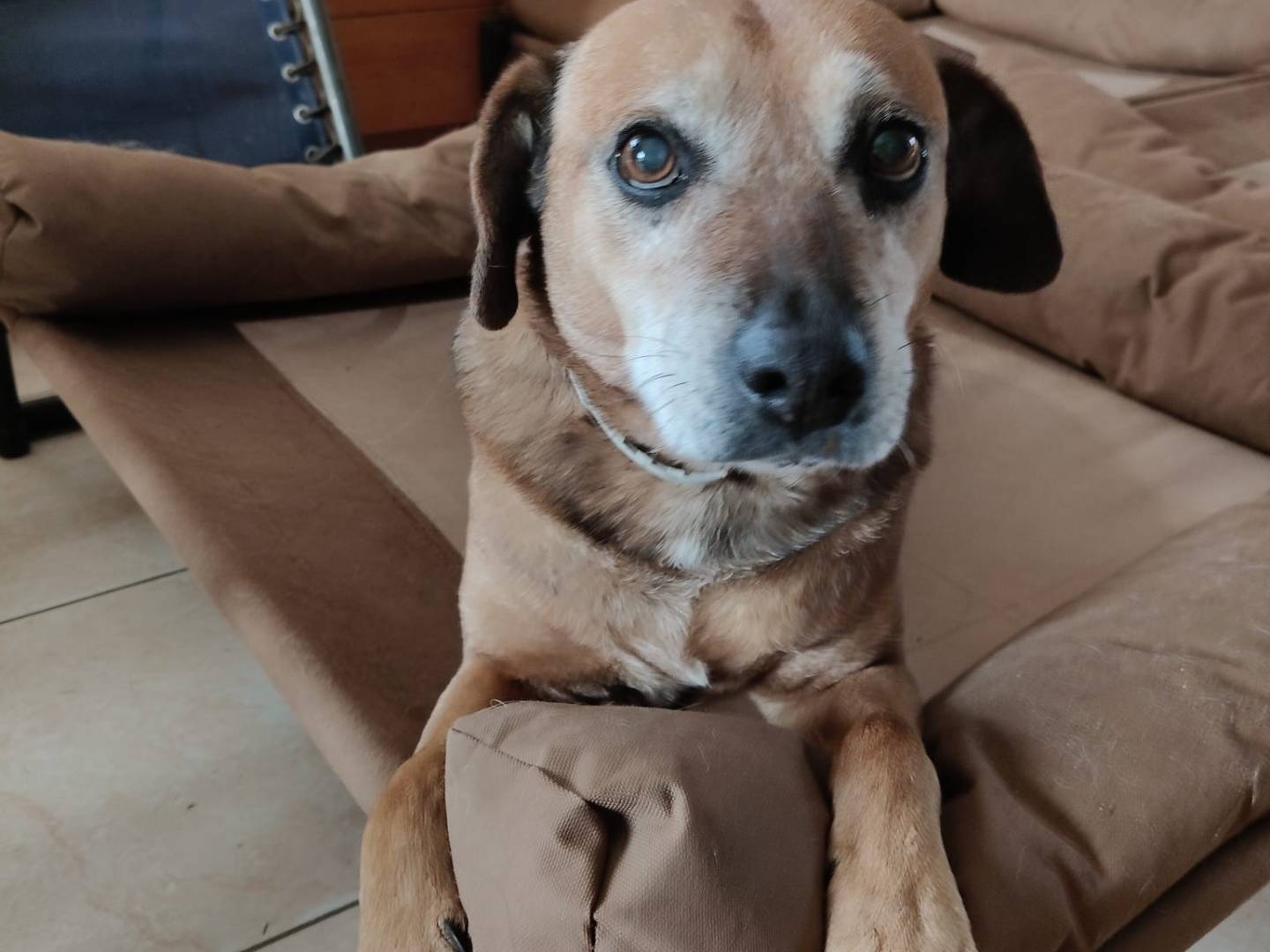 Adozione cane, femmina, Pitbull Razza sconosciuta, 10 anni e 2 mesi, taglia media, Vibo