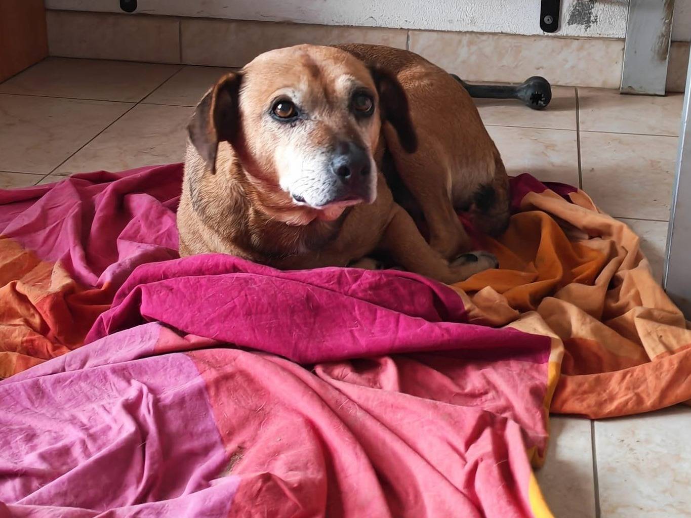 Adotta un cane, taglia media, femmina, Vibo