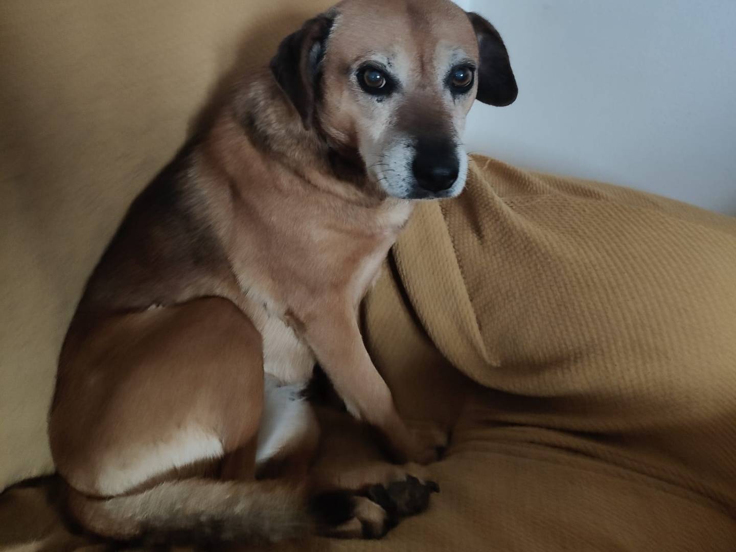 Vuoi adottare un cane a Vibo?