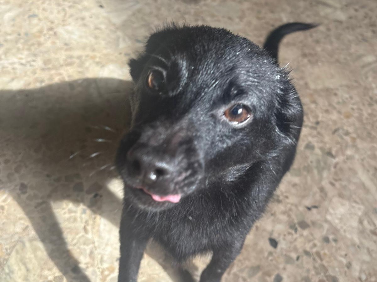 Adozione cane, maschio, Razza sconosciuta Razza sconosciuta, 6 mesi, taglia piccola, Vibo