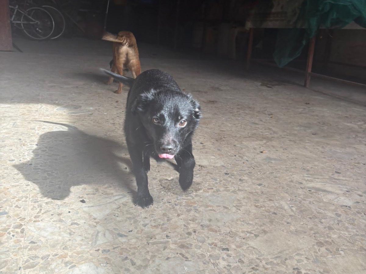 Adotta un cane, maschio, 6 mesi, Vibo