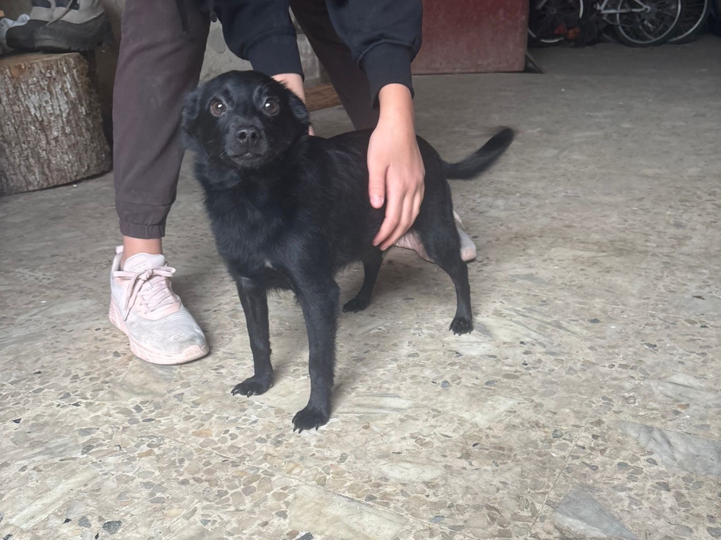 Vuoi adottare un cane a Vibo?