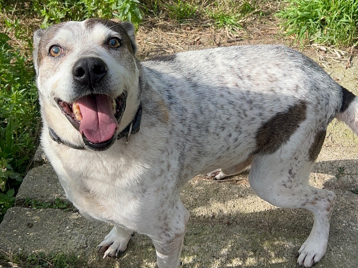 Adozione cane, maschio, Razza sconosciuta Razza sconosciuta, 11 anni e 1 mese, taglia media, Messina