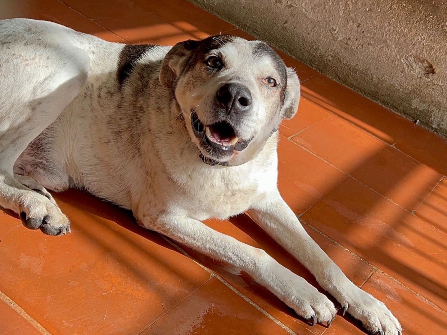 Adotta un cane, maschio, 11 anni e 1 mese, Messina
