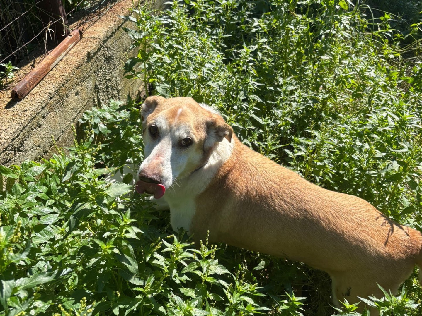 Adozione cane, maschio, Razza sconosciuta Razza sconosciuta, 5 anni e 10 mesi, taglia media, Messina