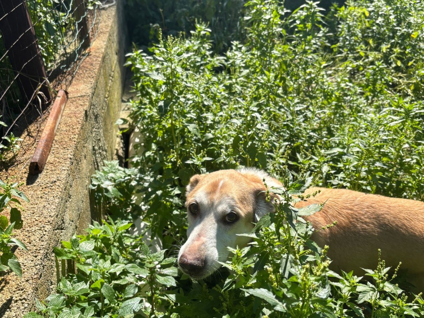 Adotta un cane, maschio, 5 anni e 10 mesi, Messina