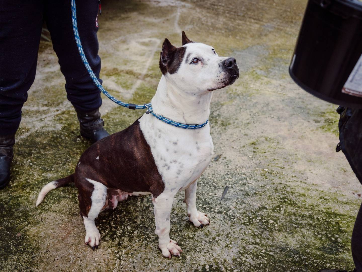 Adozione cane, femmina, Amstaff Razza sconosciuta, 6 anni e 3 mesi, taglia grande, Bari