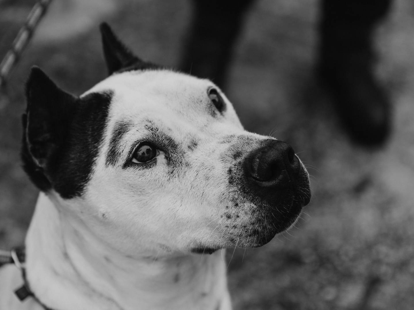 Adotta un cane, taglia grande, femmina, Bari