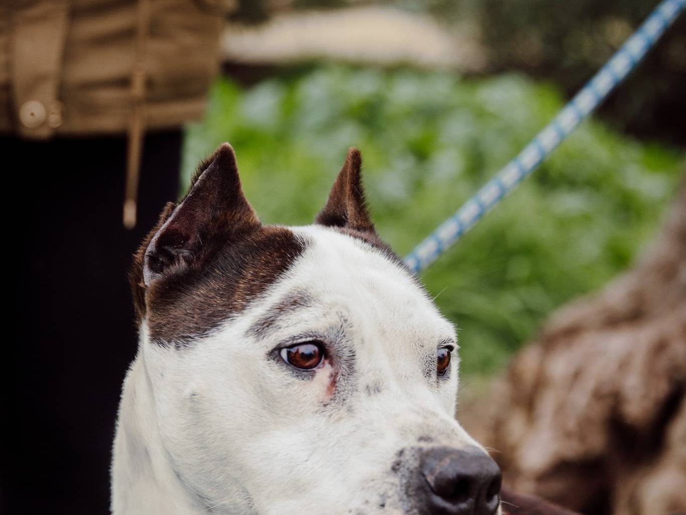 Vuoi adottare un cane a Bari?