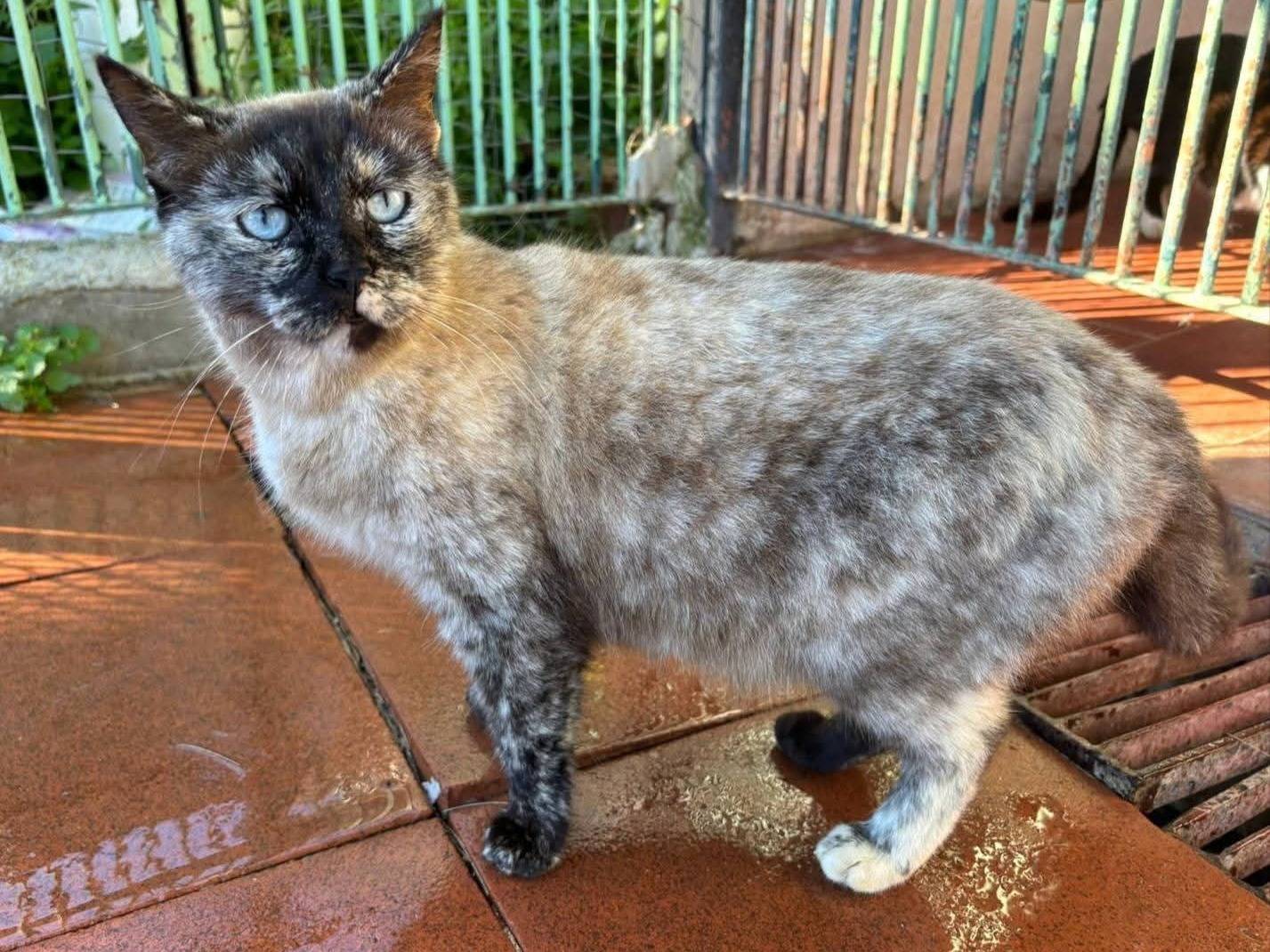Adozione gatto, femmina, Razza sconosciuta Razza sconosciuta, 3 anni e 9 mesi, taglia non valida, Messina