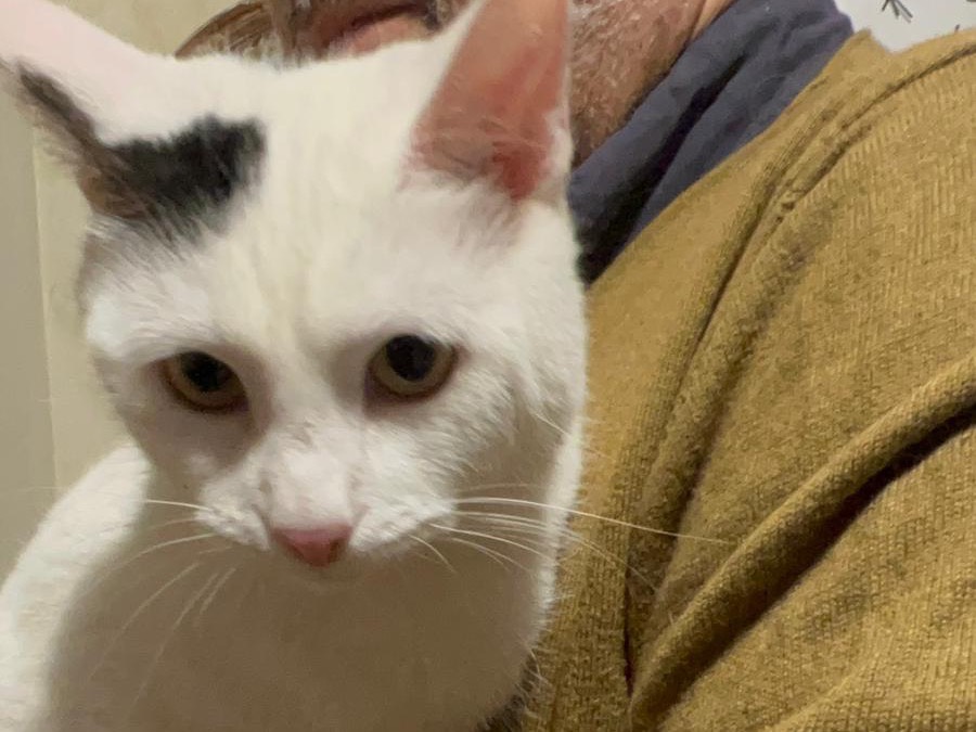 Adotta un gatto, femmina, 9 mesi, Teramo