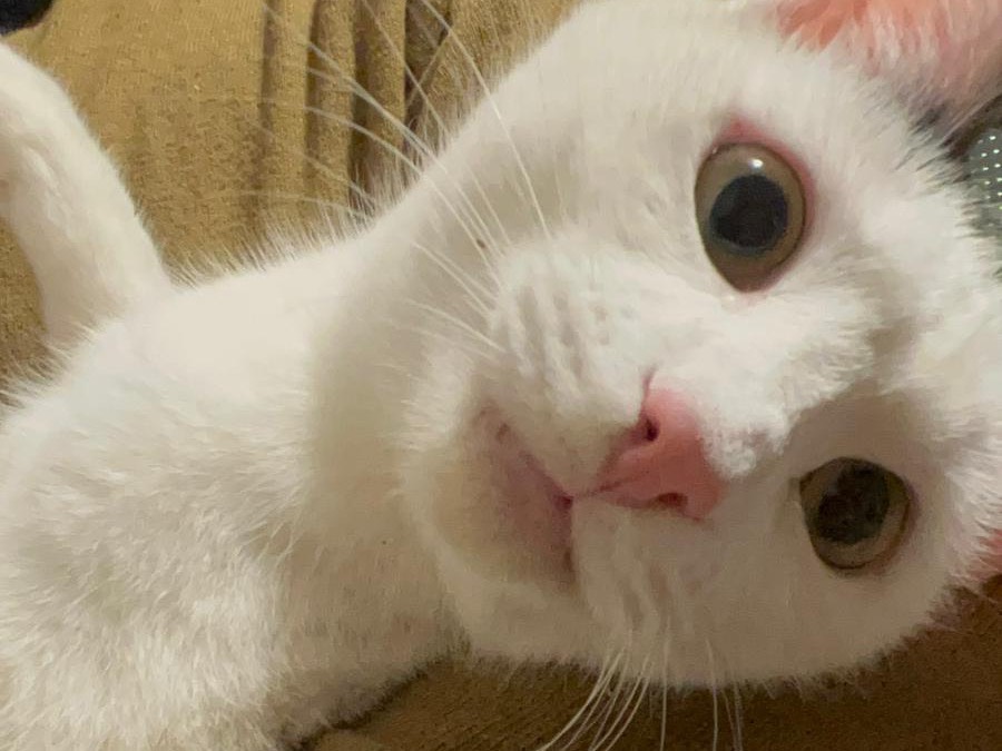 Adotta un gatto, taglia non valida, femmina, Teramo