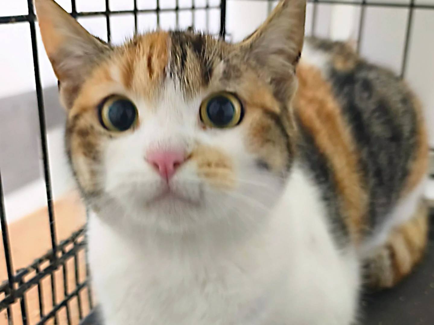 Adotta un gatto, femmina, 7 mesi, Messina