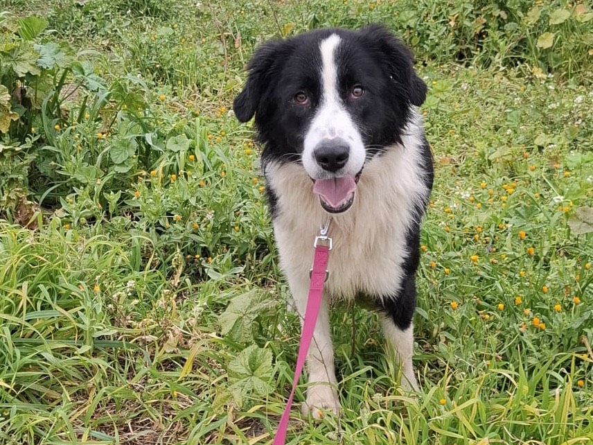 Adozione cane, maschio, Border Collie Razza sconosciuta, 2 anni e 1 mese, taglia grande, Foggia