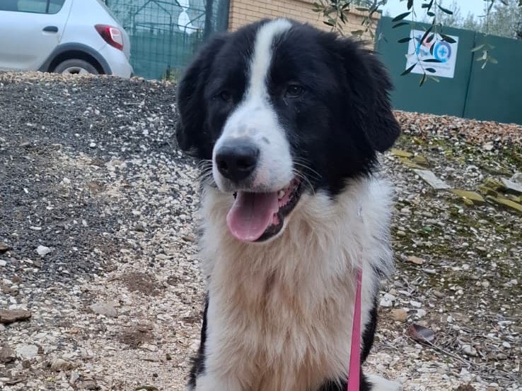 Adotta un cane, maschio, 2 anni e 1 mese, Foggia