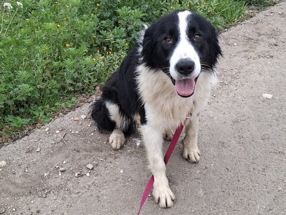 Adotta un cane, taglia grande, maschio, Foggia
