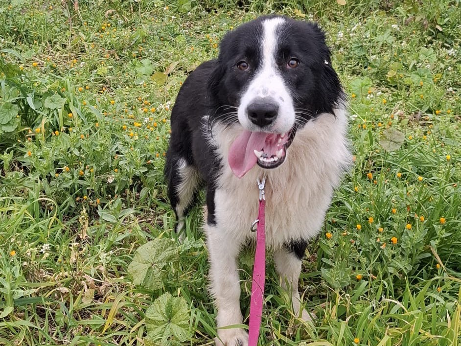 Vuoi adottare un cane a Foggia?