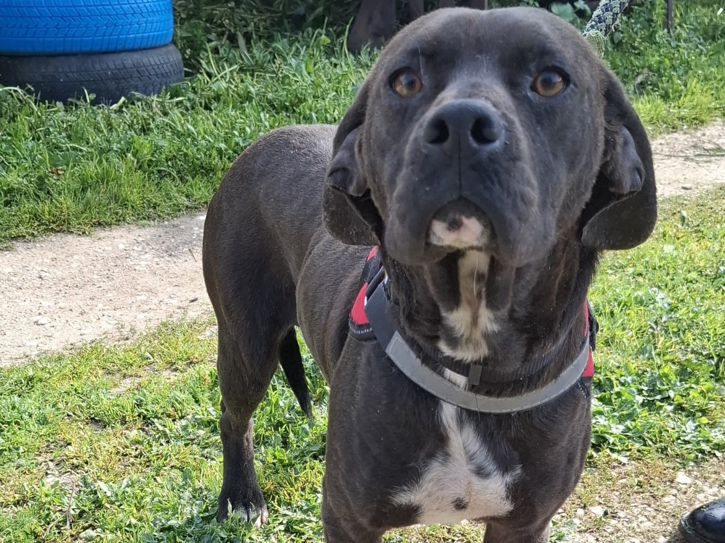 Adozione cane, femmina, Corso Amstaff, 3 anni e 2 mesi, taglia media, Foggia