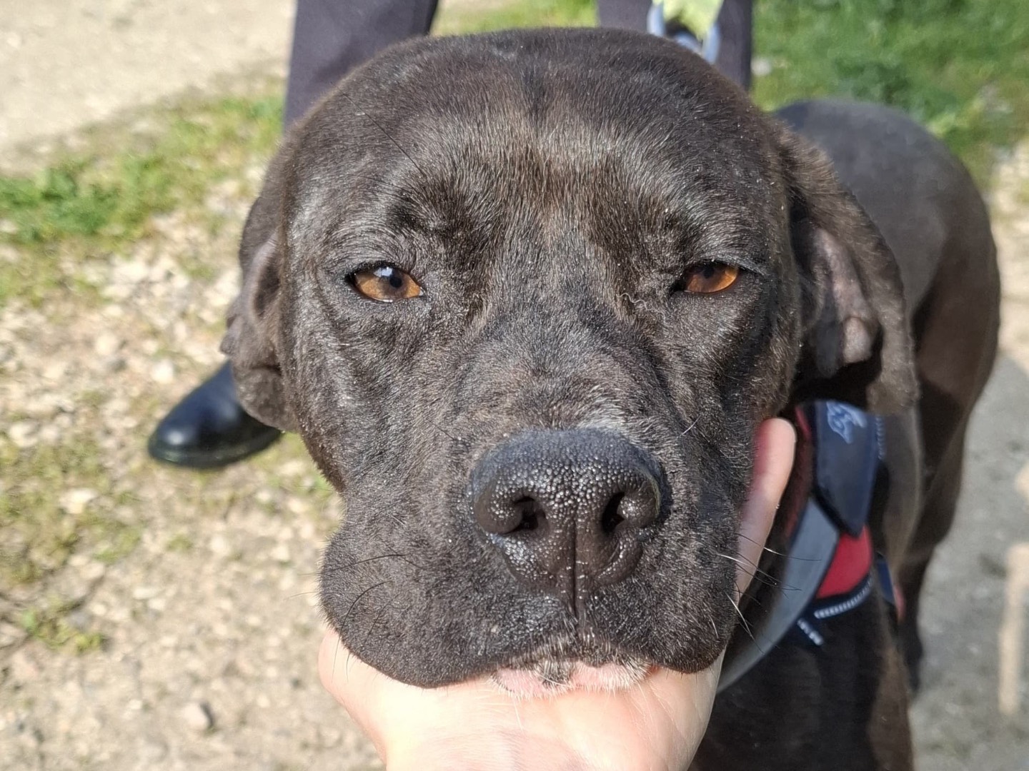 Adotta un cane, femmina, 3 anni e 2 mesi, Foggia