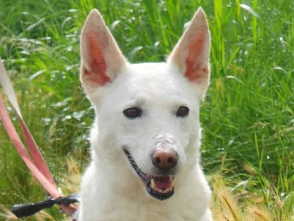 Adotta il cane OFELIA a Milano