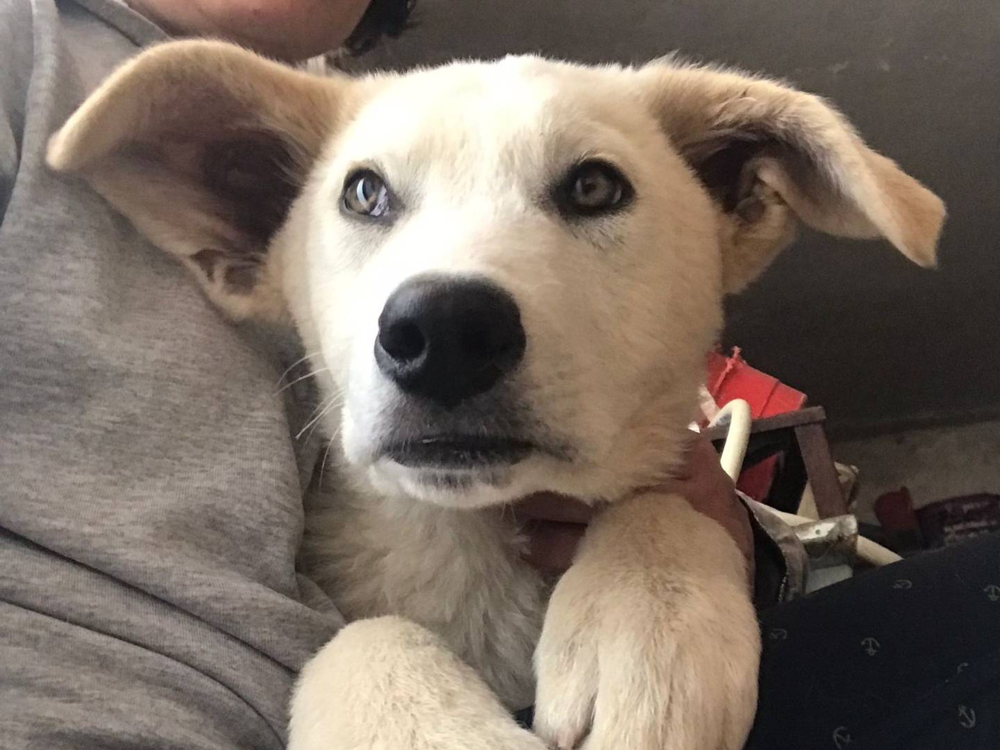 Adozione cane, maschio, Razza sconosciuta Razza sconosciuta, 4 anni e 2 mesi, taglia grande, Milano