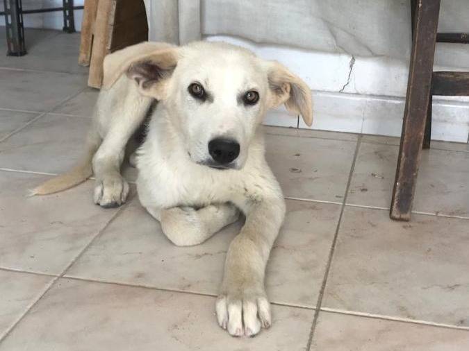 Adotta un cane, maschio, 4 anni e 2 mesi, Milano